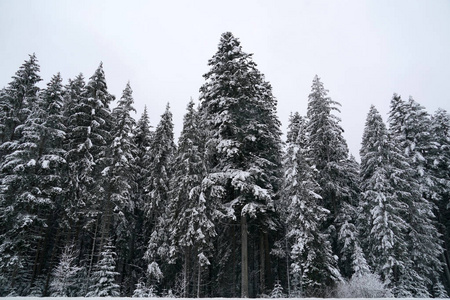 冬天下雪时的森林