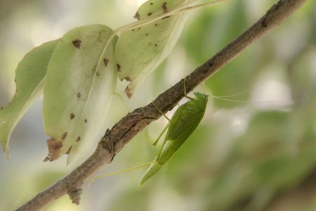 虎视是一种很棒的绿色灌木蟋蟀照片