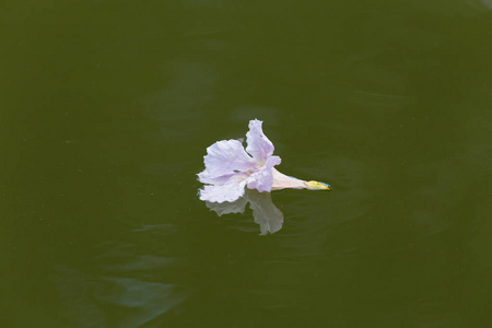 在水中漂浮的粉红色小花的特写图片