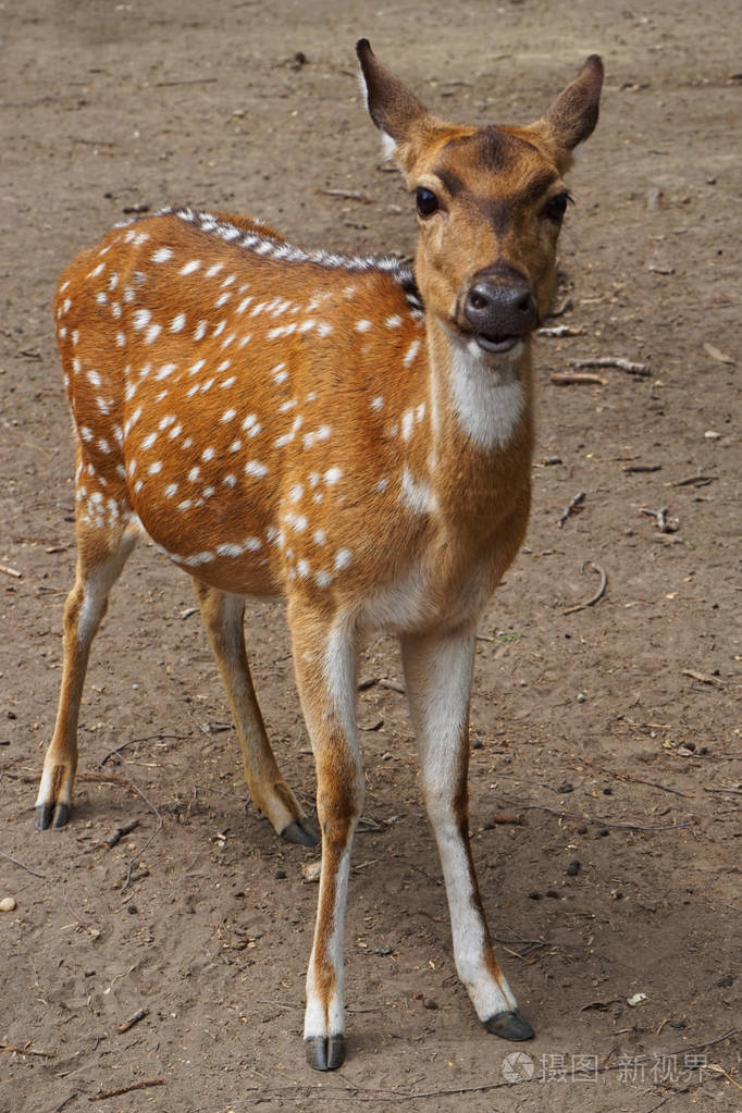 鹿皮 ラグマット 毛皮 シカ バンビ 【公式通販】