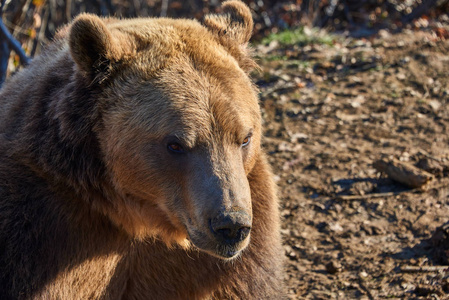 一只野生大棕熊在自然栖息地的特写照片。森林中的大棕熊