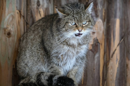 野林猫肖像准备攻击