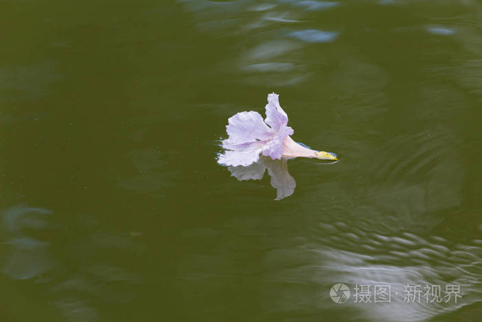 漂浮在水中的粉红色小花的特写