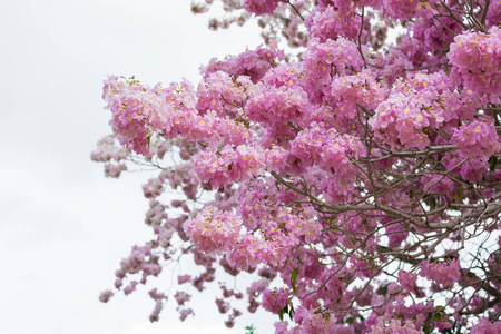 天空背景中盛开的樱花树