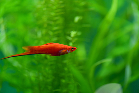 丑小鸭在水族馆里游泳图片