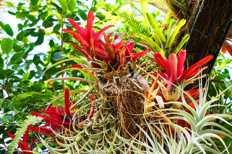 蘖图片 蘖素材 蘖插画 摄图新视界 蘖图片 蘖素材 蘖插画 摄图新视界