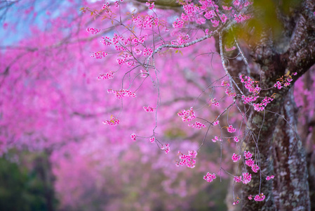泰国香麦山上樱花盛开。