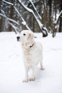 宠物在自然界。一只美丽的狗的肖像。一只美丽的金毛猎犬停留在冬天被白雪覆盖的森林里
