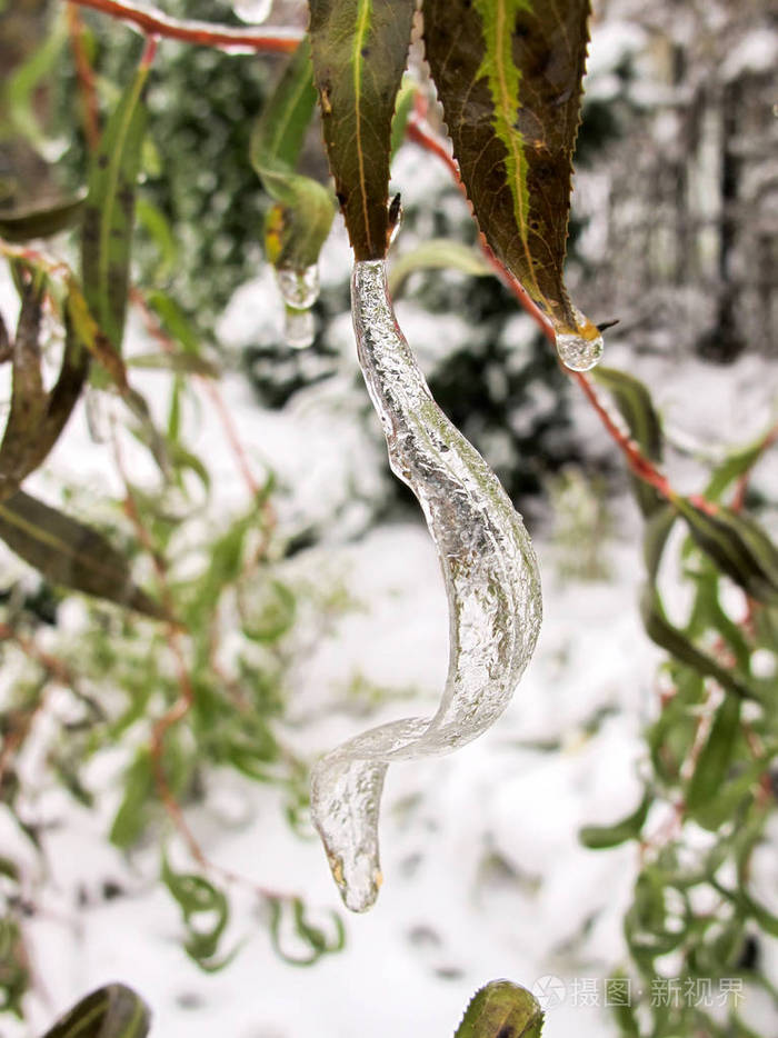 花园里的冬天。 第一霜和冰柳叶。 冻水滴