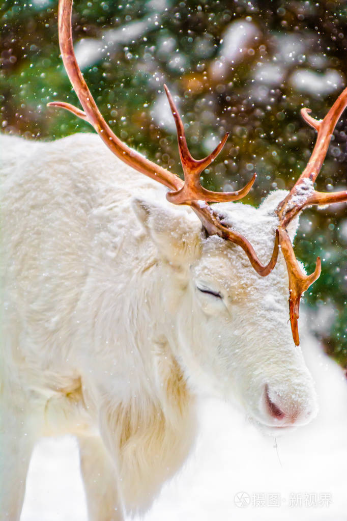 年轻的白鹿在阳光明媚的冬日在松树和雪的背景上有美丽的角
