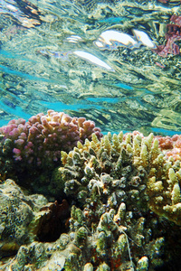 埃及的珊瑚礁是美丽的自然景观