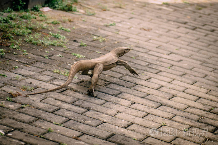 年轻的监控蜥蜴在城市的人行道上奔跑