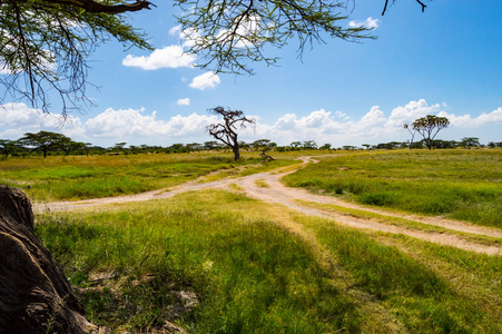 肯尼亚中部桑布鲁公园小径和草原景观