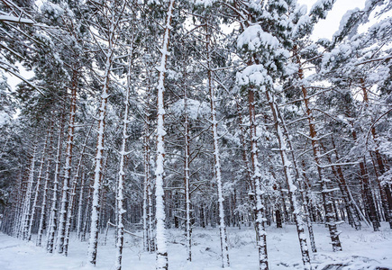 雪冬林，有高大的松树，雪树。 冬天的仙女森林覆盖着雪