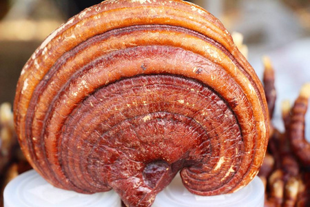 灵芝蘑菇或灵芝照片