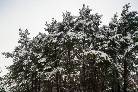 雪在林中的云杉树枝上的灰色和寒冷的冬日