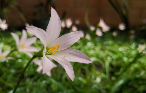 淡粉色的花 花瓣柔软 花蕊黄色 花粉覆盖 雨百合的单花 泽菲林 绿草背景的观赏园林 照片 正版商用图片176tvg 摄图新视界