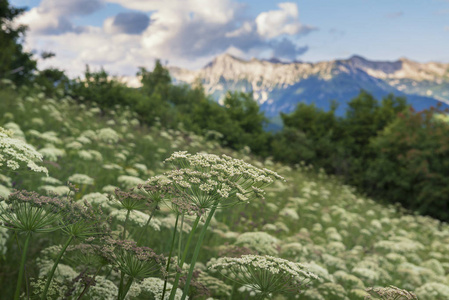 青山上盛开的高山花卉，背景上有山峰