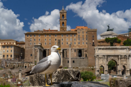 海鸥在帝国论坛罗马意大利