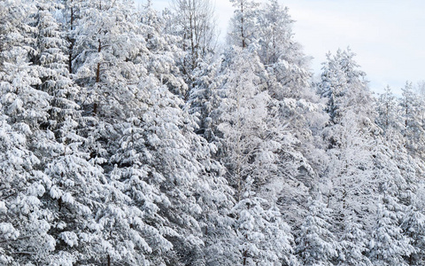 美丽的冬天，白雪覆盖的森林，童话般的神秘