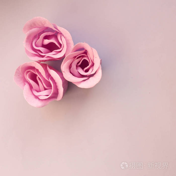 三朵粉红色玫瑰花浅蓝色背景复印空间