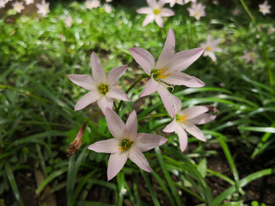 百合兰图片