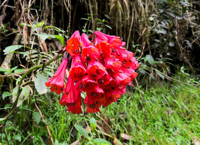 多菌区美丽的标本。 哥伦比亚和厄瓜多尔安第斯地区特有的红花。 帕莫本地植物区系。