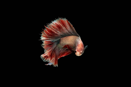  Halfmoon betta isolated on black background 