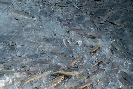 鱼场里有很多鱼。 养殖淡水鱼，然后出售给市场