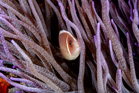 der halsband anemonenfischriskier mal nenblick