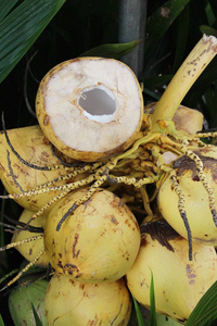 椰子水果在街头美食中很好吃