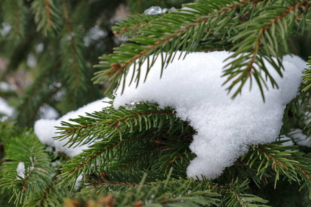 一堆针叶杉。 纹理针叶林树木与雪。 乌克兰西部的性质。 云杉树枝上的雪。 手机和平板电脑的背景。