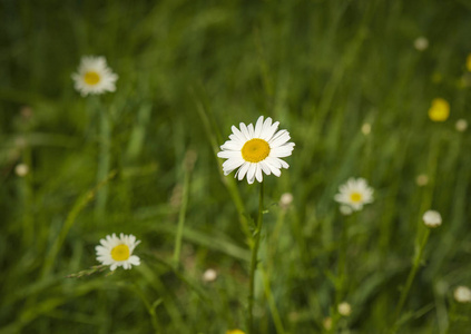 白色雏菊在夏天开放，有选择地集中在田野上。 自然背景，盛开的雏菊花在阳光明媚的日子里关闭。