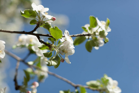 苹果开花自然背景, 美丽的春天花
