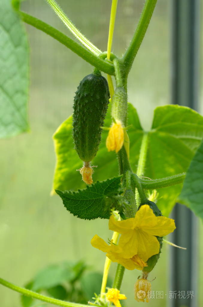 在聚碳酸酯制成的温室里生长黄瓜