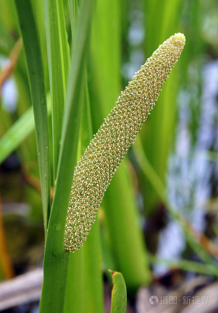 夏初甜旗菖蒲花序