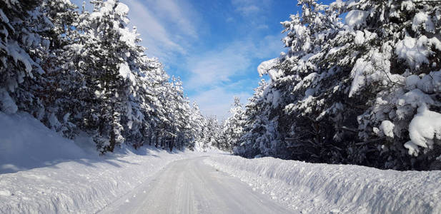 冬天雪覆盖的道路上有树木。 无绳道路冬季行车