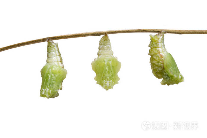 蝶分离转化毛虫 Pudergoliswedah 准备白色蛹 剪短路径 变态生长变化 转化照片 正版商用图片176qrx 摄图新视界 蝶分离转化毛虫 Pudergoliswedah 准备白色蛹 剪短路径 变态生长变化 转化照片 正版商用图片176qrx 摄图新视界