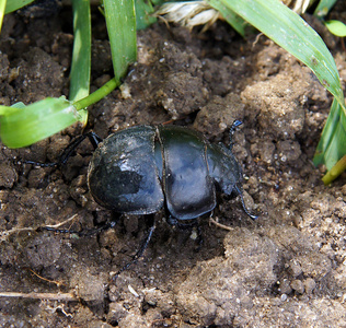 无翅目甲虫在其自然环境中的成年雄性