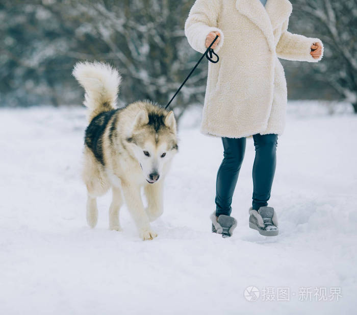 一个女孩沿着一条下雪的森林道路散步牵着一只狗阿拉斯加马拉穆特在