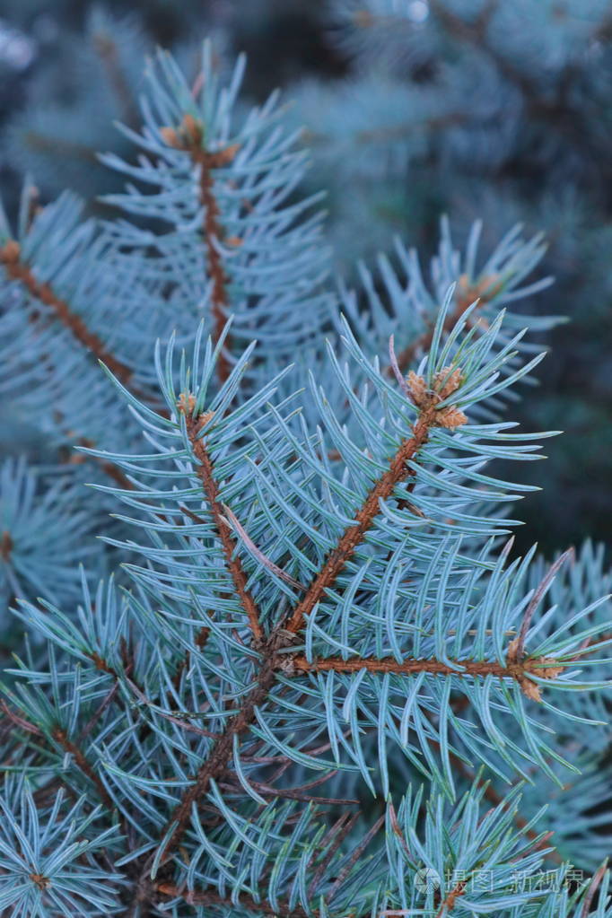 一堆针叶杉. 纹理针叶林树木与雪. 乌克兰西部的性质.
