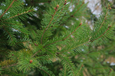 一堆针叶杉. 纹理针叶林树木与雪. 乌克兰西部的性质.