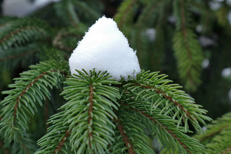 一堆针叶杉。 纹理针叶林树木与雪。 乌克兰西部的性质。 云杉树枝上的雪。 手机和平板电脑的背景。