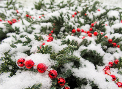 许多针叶树树枝的纹理覆盖着雪和红色的珠子。 圣诞节新年的背景。