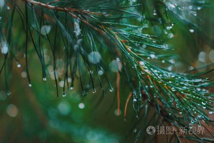 一棵明亮的常绿松树绿针枝带着雨滴有露水针叶树云杉背景模糊雨后的