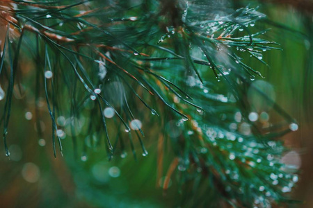 一棵明亮的常绿松树绿针枝带着雨滴..有露水针叶树云杉背景模糊。雨后的水滴在树上特写。