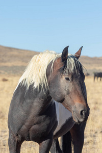 犹他州沙漠一匹美丽的野马的特写