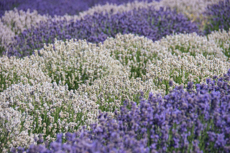 白色和紫色的薰衣草花田