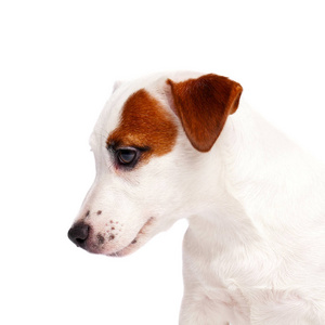 胡须杰克罗素猎犬特写肖像在工作室与舌头。