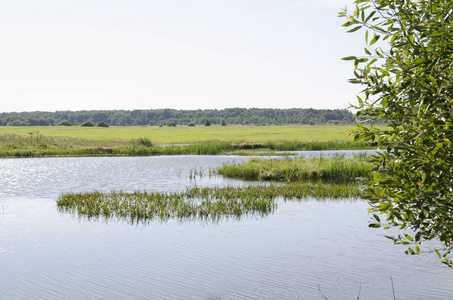 水湖风景自然风景夏日蓝绿树森林倒影池塘草地云沼泽室外乡村美景